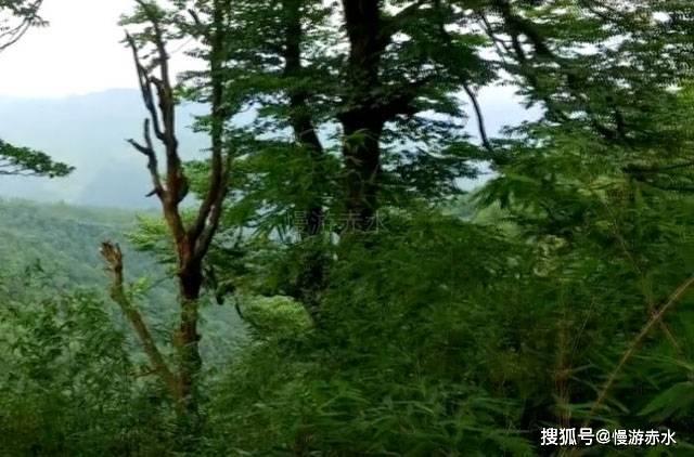 进击的飞机